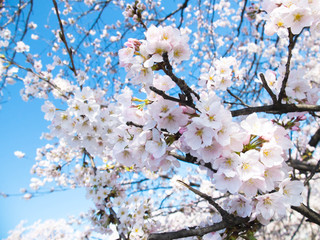 Obraz premium sakura2