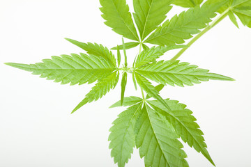 cannabis plant, marijuana on white background