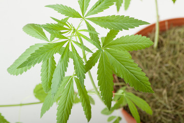 cannabis plant, marijuana on white background