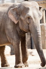 Naklejka premium elephant