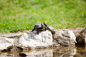 Pair of Midland Painted Turtles (Chrysemys picta marginata)