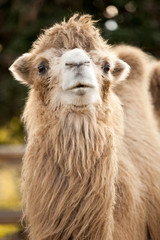 Fototapeta premium camel in the zoo