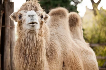 Keuken foto achterwand Kameel kameel