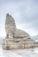 Sea Lion in Mar del Plata, Buenos Aires, Argentina