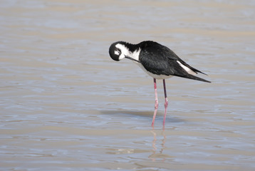 Fototapeta premium Black-necked Stilt