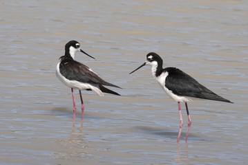 Black-necked Stilt