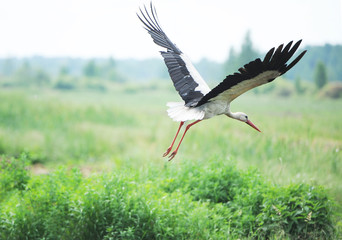 stork on a meadow