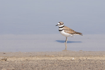 Killdeer