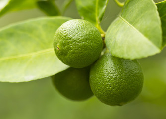 Lemon on the tree