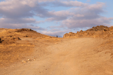 dog on a yellow road