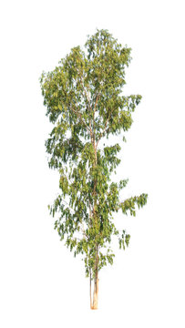 Eucalyptus tree isolated on white background