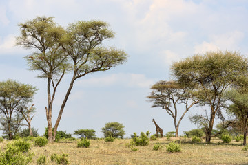Fototapeta na wymiar Tansania-Giraffe-12052