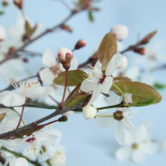 blossom apple tree