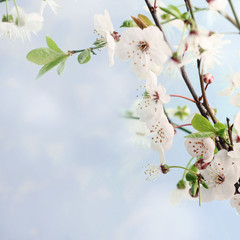 Fototapeta premium blossom apple tree