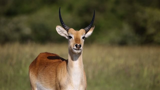 Portrait of a male red lechwe antelope in natural habitat