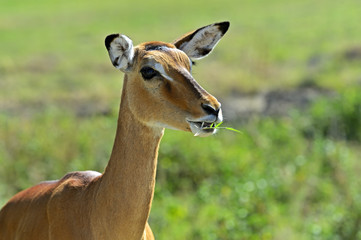 Impala antelope