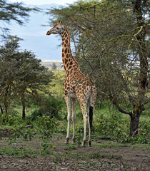 Gazelle Impala