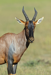 Topi antelope