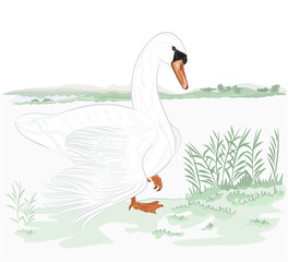 Swan on the shore of lake