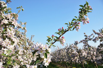 Apple garden blossom