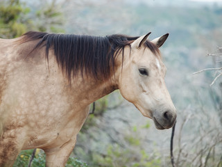 Obraz premium portait of buckskin horse at freedom