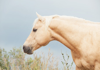 portrait of palomino stallion of quarterhorse breed. - obrazy, fototapety, plakaty