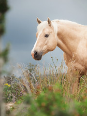 palomino stallion of quarterhorse breed at freedom.
