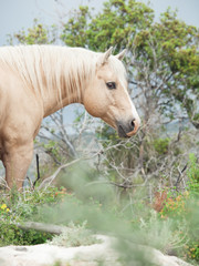 portrait of palomino wild stallion of quarterhorse breed.