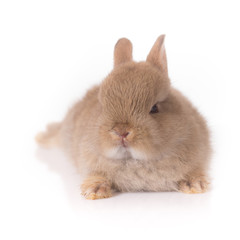 Obraz premium Orange rabbit bunny