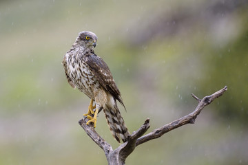 Goshawk in a tree while raining.