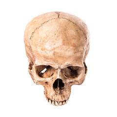 Skullbone model