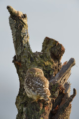 Little owl on a old tree.