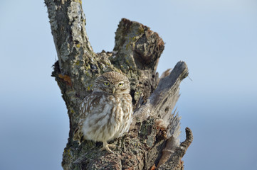 Little owl on a old tree.