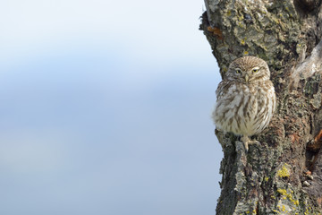 Little owl on a old tree.