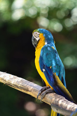 ルリコンゴウインコ