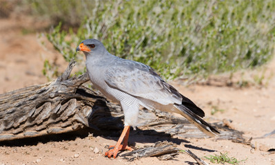 Pale Chanting Goshawk feeding on red sand dune among dry grass i