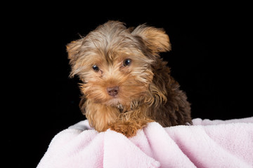 Cute brown Yorkshire terrier in a bed of pink blanket against bl
