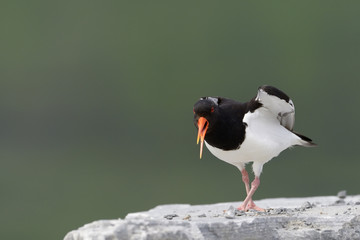 Oystercatcher screaming and standing on rock.