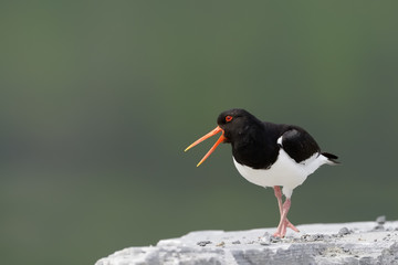 Oystercatcher screaming and standing on rock.