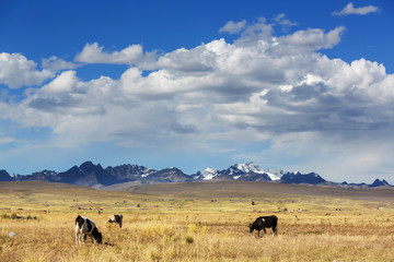 Fields in Bolivia
