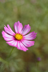 Fototapeta premium コスモス