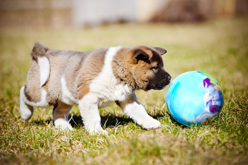 american akita puppy playing with the ball © otsphoto