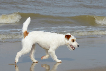 Hund am Meer