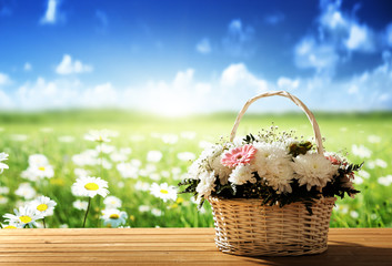 Fototapeta na wymiar kwiaty na wiosnę pola tabeli oraz