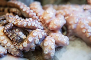 Raw and fresh octopus on ice - small focus