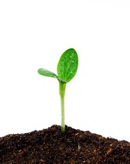 Pumpkin planting