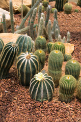 Cactus and flower in a garden