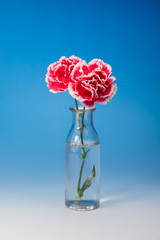 カーネーション