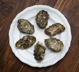 oysters on plate