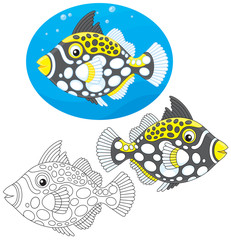 Clown triggerfish